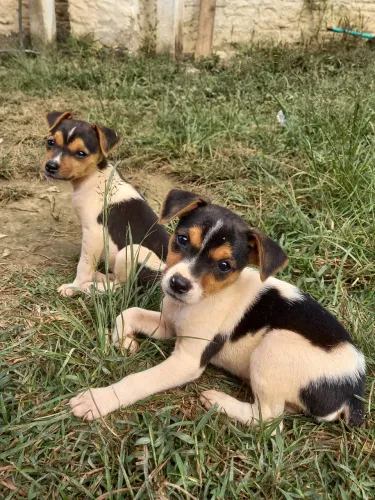 Vendo filhotes de Fox Paulistinha 