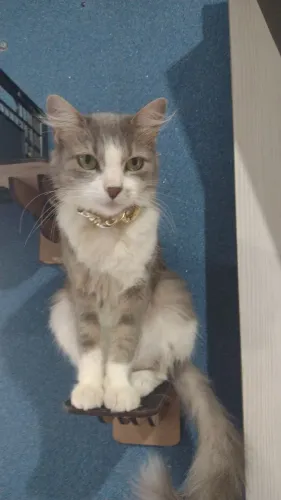 Doação de gatinhos lindos