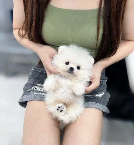 Cachorro filhote spitz alemão/lulu da pomerânia saudável ativo