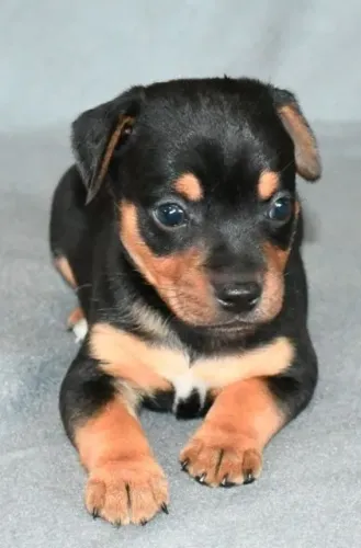 pinscher