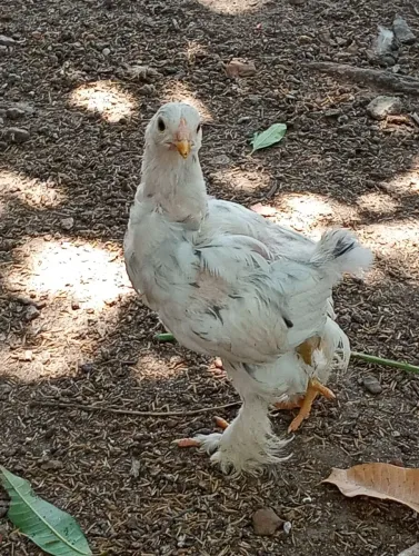 Tenho pintinhos da raça bhama disponíveis !