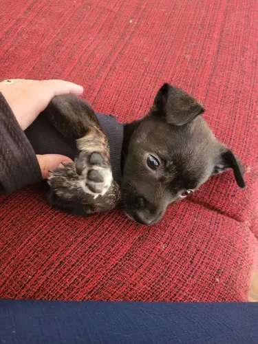 doa-se cachorrinha filhote