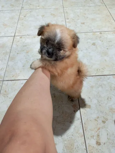 Filhote/Shitzu + Lulu