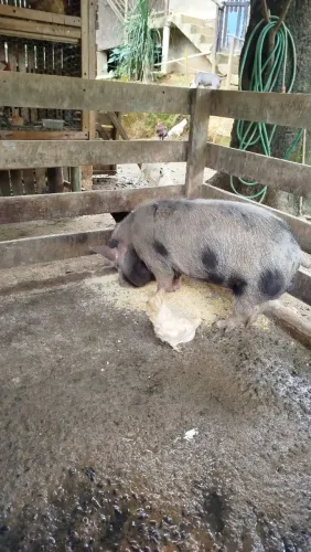 Porco caruncho 