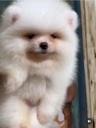 Spitz anão ursinhos