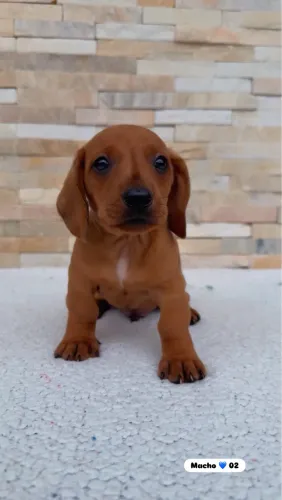 Dachshund Machos Anão Kaninchen - Pedigree