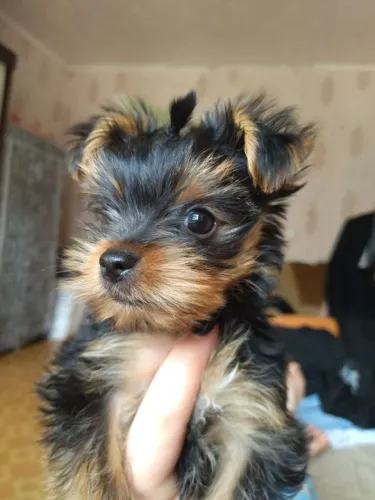 Pequenos Peludos Cheios de Personalidade Yorkshire macho