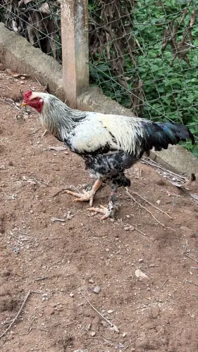 Frango Brahma