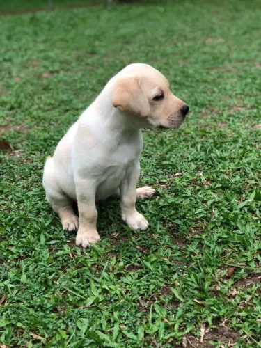 Filhotes de Labrador | Um amigo fiel para todos os momentos.