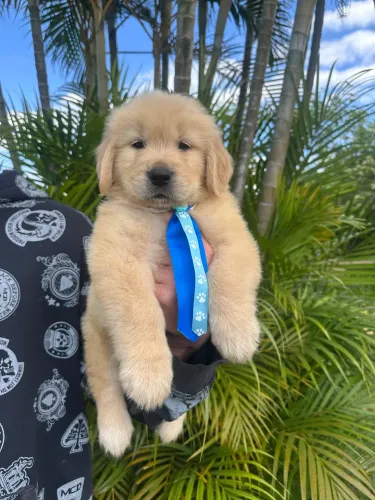 Filhotes Golden Retriever