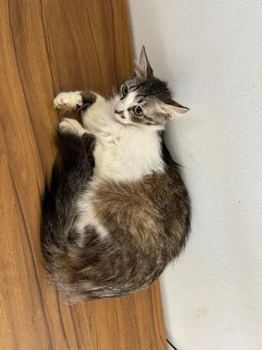 Doação de gata 1 ano