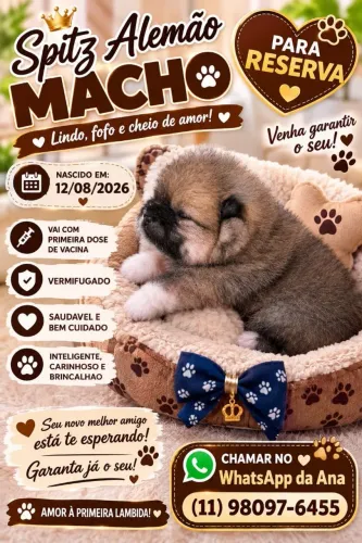 Filhote de Lulu da Pomerânia