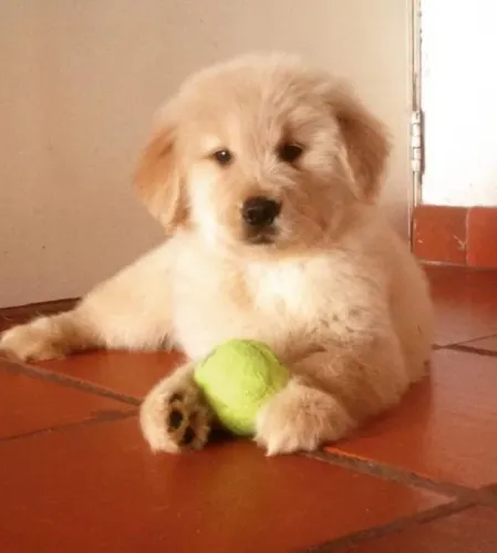 Filhotes de Golden Retriever | Filhotes sempre encantadores.