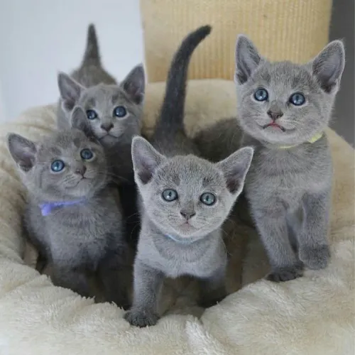 Filhotes de russian blue