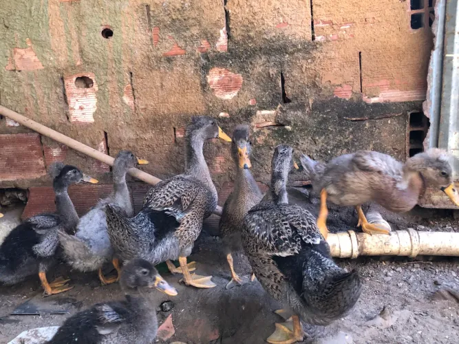 vendo casais frangos de marreco