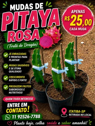 Mudas de Pitaya Rosa - Itatiba-SP