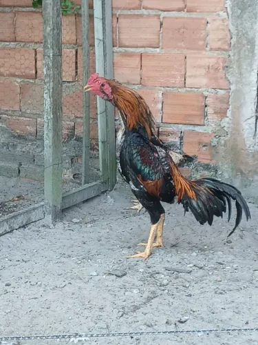 Galo mura