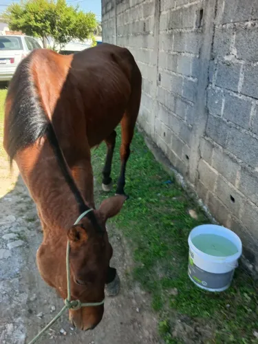 Cavalo charreteiro