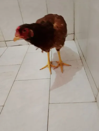 Galinhas caipira botando 60 reais 