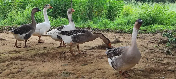 Casal de ganso