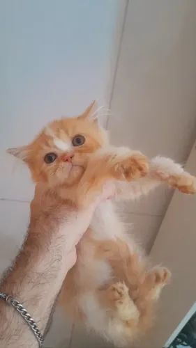 Filhote de Gato Persa com parcelamento em 10x de R$ 110 no cartão.