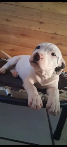  pitbull Disponível filhotes 
