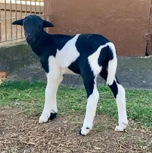 Ovelha Carneira Pet Tratar na Mamadeira Borrega