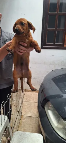 Filhote Basset Macho