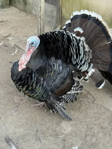 Peru Macho e Fêmea adultos 