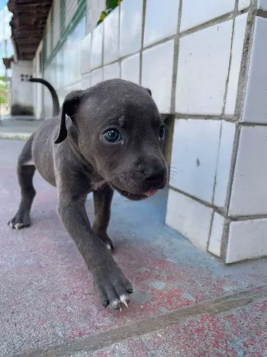 Vendo um filhote de Pitbull femia  ela está com 1 mês já está comendo ração . 