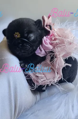 Pug fêmea pra reserva excelente linhagem 