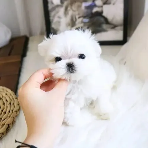 Cachorro filhote Maltês super dócil e pelagem branca densa
