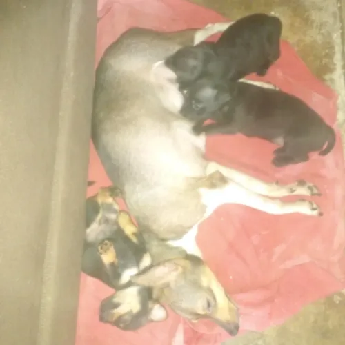 cachorro pinscher número 2 tenho 3 