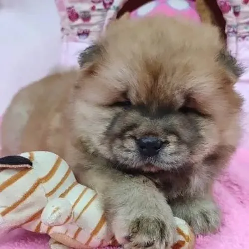 Chow chow filhotes