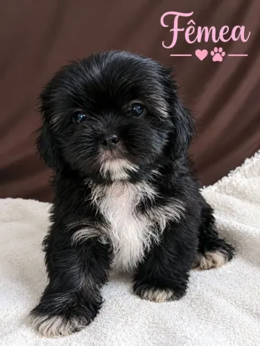 Filhote de lhasa apso