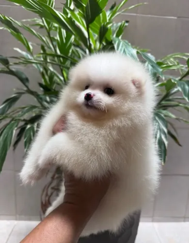 Cachorro