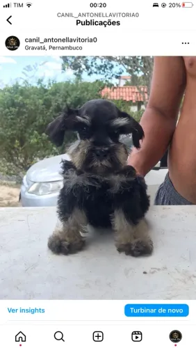Schnauzer
