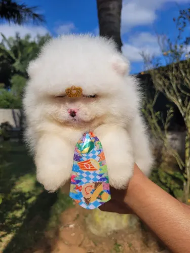 Spitz alemão- Raça de destaque entre os cães pequenos