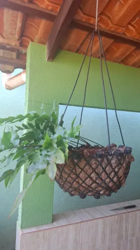 Vaso pendente de fibra de coco com Samambaia azul