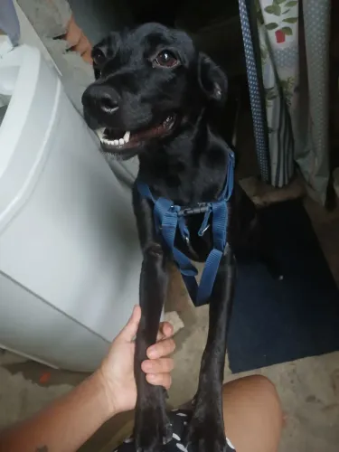 Adoção responsavel