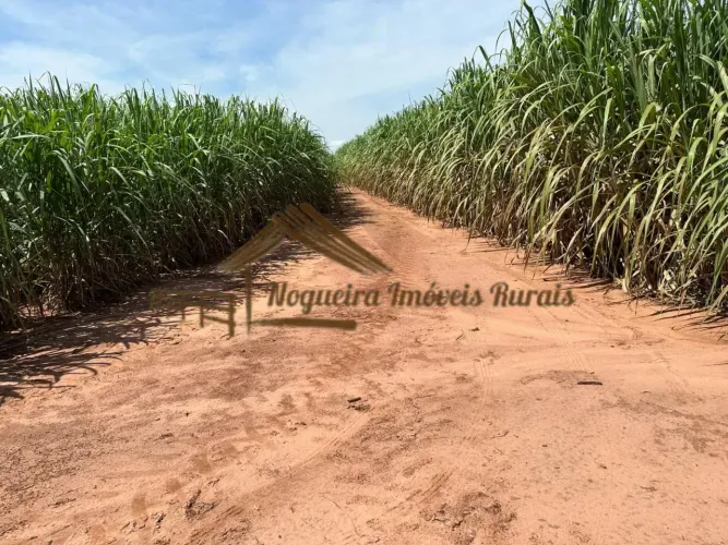 Fazenda com 40 alqueires na Região de Cerqueira César