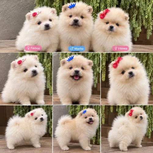 Lulu da Pomerânia Spitz alemão ursinho