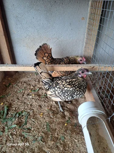 Galinha Sebright