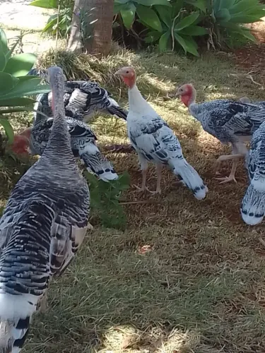 PERUS À VENDA (casal)