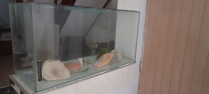 Arquário com pedra sem filtro bomba