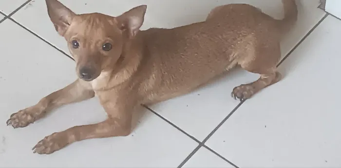 Doação de cachorro Pincher