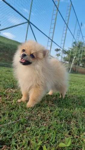 Spitz Alemão laranjinha