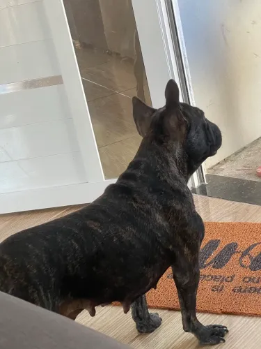 Buldogue francês fêmea disponível para cruzar