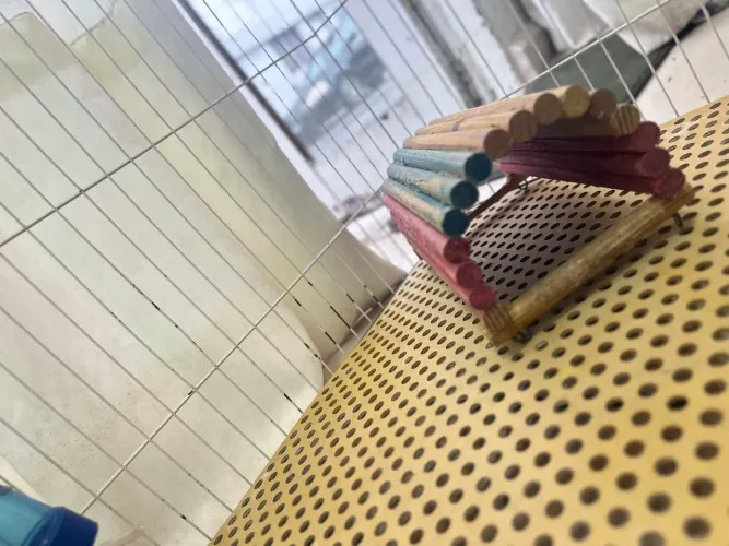 Casinha de ramister com gaiola 