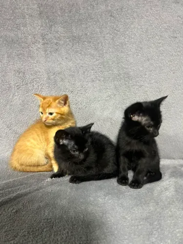 Gatinhos filhotes para doação